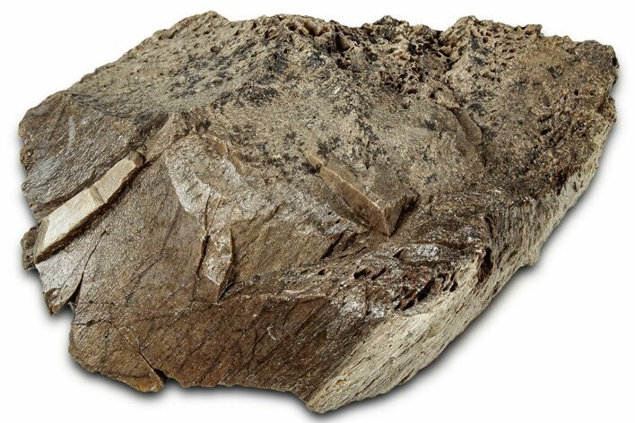 Fossil Tyrannosaur (T rex) Bone Section - Wyoming #328781